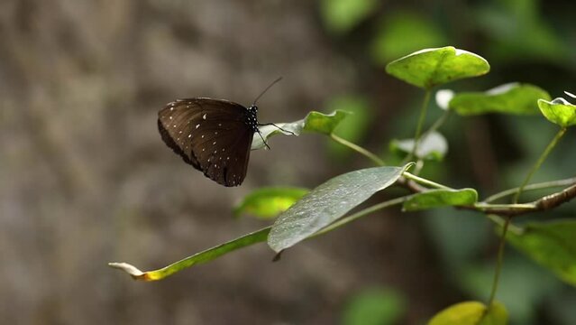 Closeup of beautiful batterfly flying around