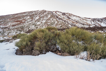 Snowy Teide National Park, with broom and other native plants of the area, at sunset. Volcanic...