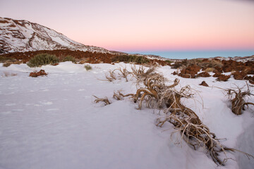 Snowy Teide National Park, with dry brooms, at sunset. Volcanic rocks and mountain range in the background. Clear sky in the landscape Tenerife, Canary Islands, Spain.