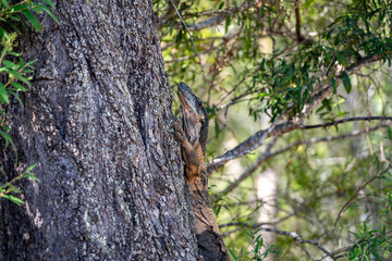 Australian monitor lizard climbing the tree