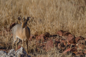 okonjima Südafrika