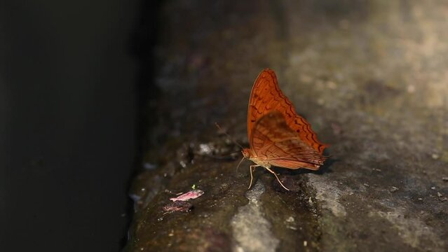 Closeup of beautiful batterfly flying around