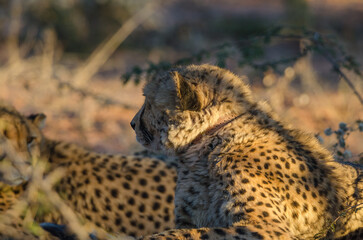 okonjima Südafrika