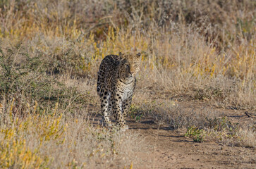 okonjima Südafrika