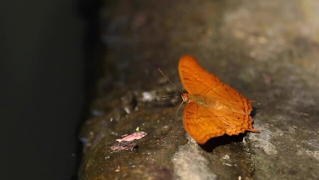 Closeup of beautiful batterfly flying around
