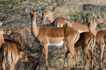 okonjima Südafrika