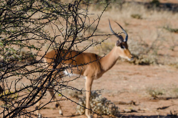 okonjima Südafrika