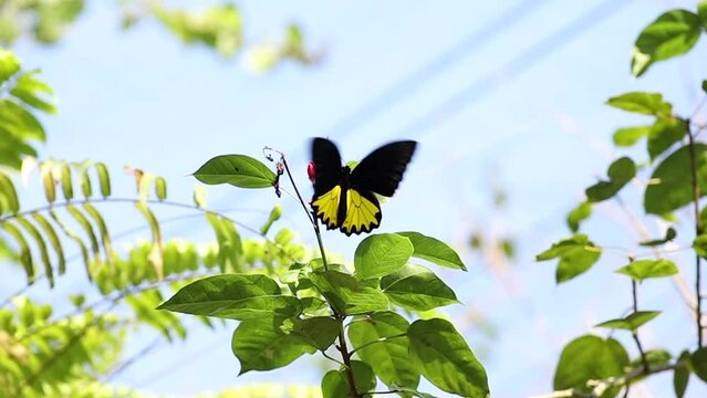 Closeup of beautiful batterfly flying around