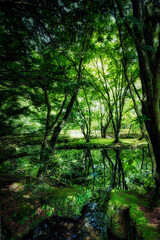 夏の軽井沢　快晴のさわやかな日に雲場池周辺を散策