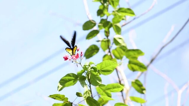 Closeup of beautiful batterfly flying around