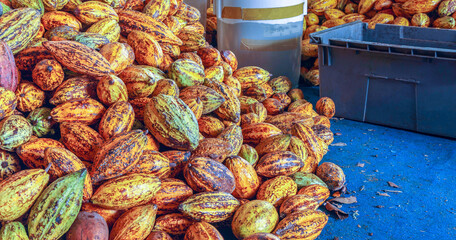 Ripe cacao pods or yellow cacao fruit Harvest cocoa beans to send to the chocolate factory