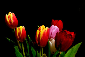 Multi-coloured tulips against a dark background