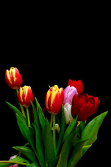 Multi-coloured tulips against a dark background