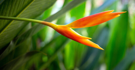 Obraz premium Yellow-orange Heliconia flower on light and dark tropical leaf nature background.green leaves and nature background