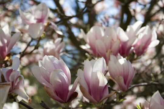 Pink buds of blooming magnolia on the branches close-up