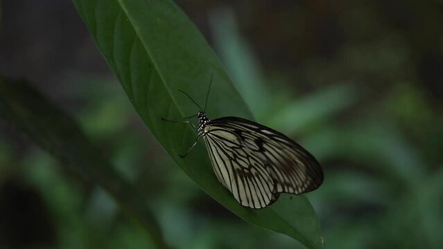 Closeup of beautiful batterfly flying around