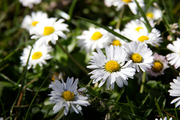 Wild daisy flowers in green grass close up