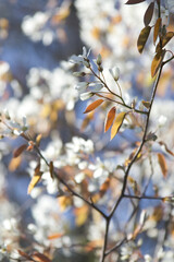 Blossoming branch of Amelanchier laevis close-up