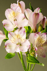 Alstroemeria flowers. Abstract, floral greeting card. Vertical image