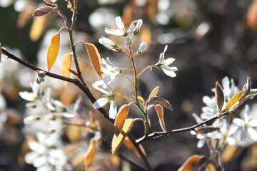 Blossoming branch of Amelanchier laevis close-up