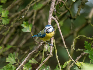 Fototapeta premium Blue Tit Perched in a Tree