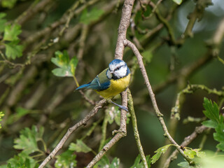 Blue Tit Perched in a Tree