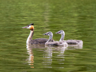 Great Crested Grebe and a Juvenile