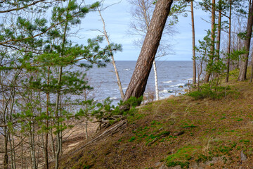 Dunes by the Baltic Sea. Green moss and pines on the hills.