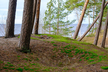 Dunes by the Baltic Sea. Green moss and pines on the hills.