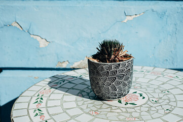 Cactus in mosaic vase on table