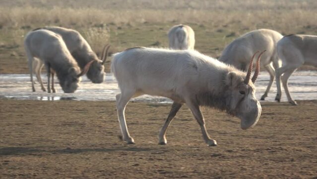 Kalmykia, reserve "Chernye zemli". Cluster of male saiga.