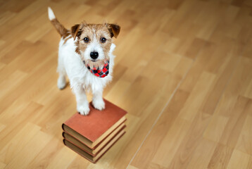 Cute happy funny obedient jack russell terrier pet dog listening on books. Puppy training background.