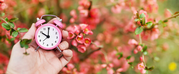 Hand holding an alarm clock in pink blooming easter flowers. Spring forward, springtime, daylight...