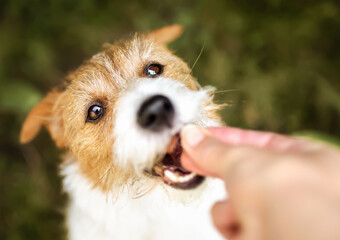 Hand giving snack treat to a healthy dog. Teeth cleaning, pet dental care. - 572238943
