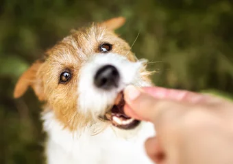 Foto op Aluminium Hand giving snack treat to a healthy dog. Teeth cleaning, pet dental care. © Reddogs