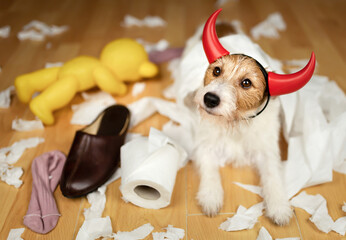 Funny, active naughty pet dog after biting, chewing a toilet paper and shoe. Dog mischief, puppy...