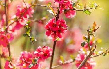 Pink japonica, japanese quince flowers. Mothers day or spring, easter background.