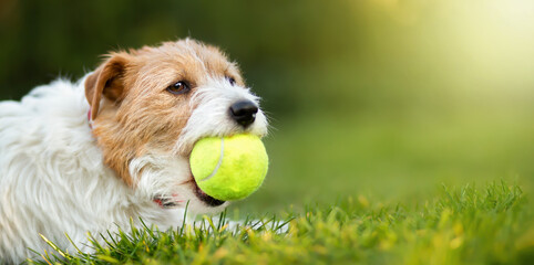 Funny playul pet dog playing with a toy tennis ball. Pet banner, background with copy space.