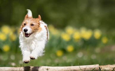 Happy jack russell terrier dog running, jumping in the flower garden. Spring, easter banner or background. Puppy training.