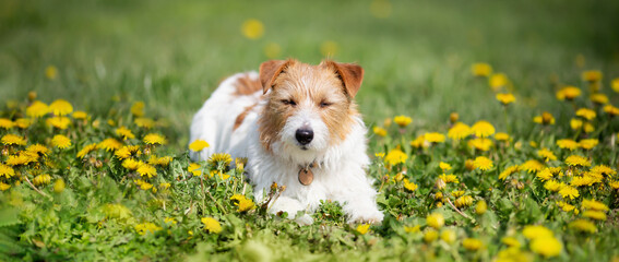 Happy cute pet dog relaxing in the dandelion flowers. Spring forward, springtime banner, background.