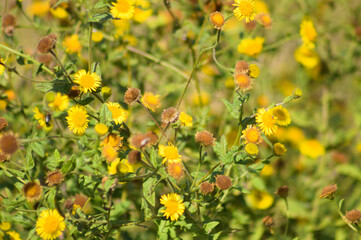 Closeup of yellow common fleabane flowerbed with selective focus on foreground