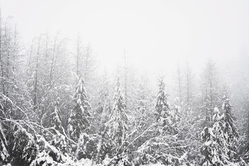 Mgła w lesie zimą