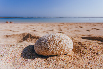 Fototapeta na wymiar The shell on the Bali sand beach Melasti