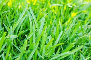 Green grass close-up, selective focus