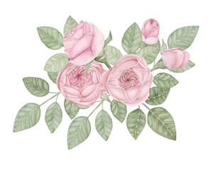 watercolor floral bouquet of pink peony rose flowers, buds and leaves, PNG botanical illustration on transparent background