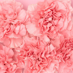 Pink carnation flowers texture. Floral background. Selective focus.