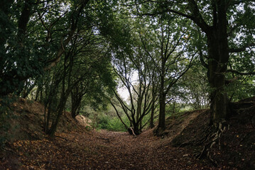 Fototapeta na wymiar old dark path in the forest