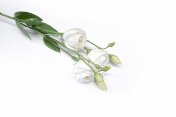 Fototapeta premium Branch white flowers isolated on white. eustoma.
