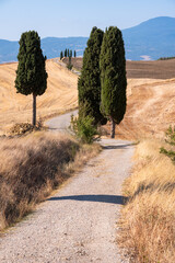 Picturesque countryside road with cypress among yellow summer fields in Tuscany, Italy