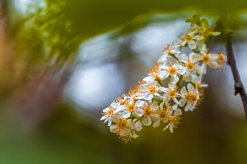 White flowers on a tree branch in spring